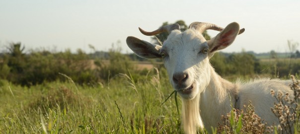 Clonan una cabra en Brasil, rastreando pumas con redes celulares, y una nueva luciérnaga hallada en México.