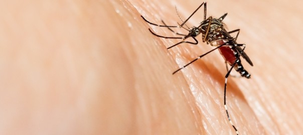Virus Zika en Ecuador. Lo que sabemos… y no