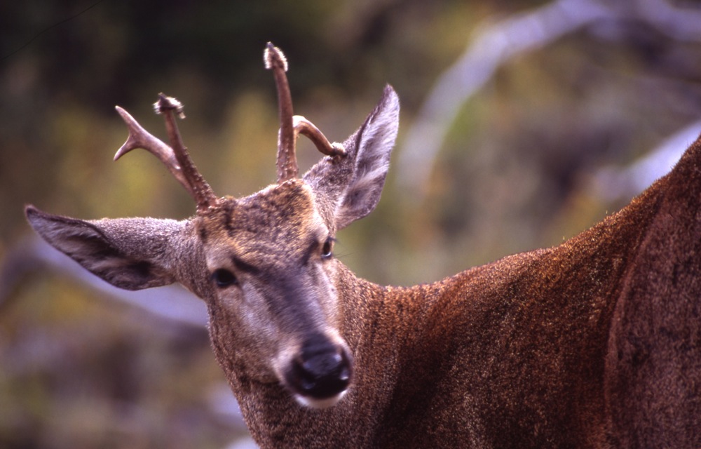 In Chile, threats to the endangered huemul include dogs