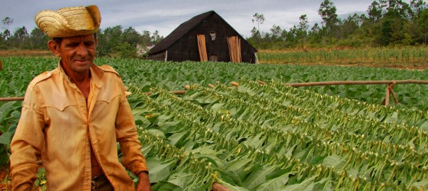 Heavy rains damaging Cuban tobacco crop, studying brewer’s yeast in Mexico, and the illegal wildlife trade in Peru.