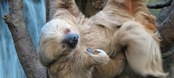 A sloth’s upside down life in Costa Rica, cosmic bursts seen from Puerto Rico, and thinking about a much warmer Antarctica.