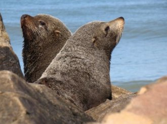Seals brought TB to the Americas, Chile builds its largest wind farm, earthquake shakes Peru.