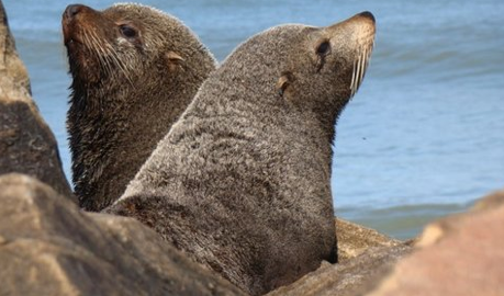 Seals brought TB to the Americas, Chile builds its largest wind farm, earthquake shakes Peru.