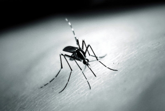 An app to track mosquitoes that transmit dengue, a Venezuelan dinosaur, and an unstealable bike