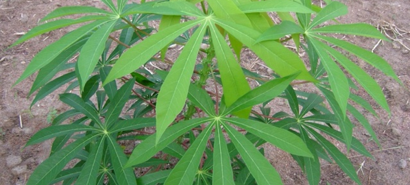 Developing a new cassava in Colombia, improving pastures in Brazil, new marine species found in Argentina