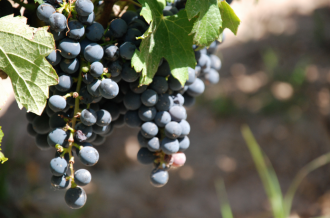 New coffee science in Colombia, a tower to measure climate change in the Amazon, and transgenic grapes in Chile