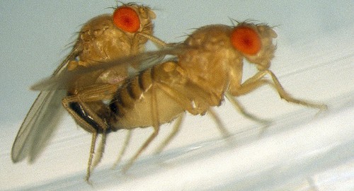 Sex, diet and fruit flies