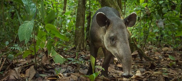 The surprising link between the tapirs of Costa Rica and climate change