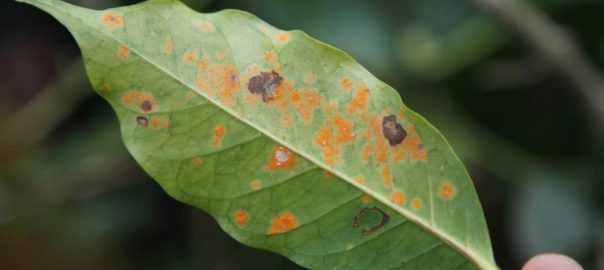 Climate change ruled out as driver of Colombian coffee leaf rust epidemic
