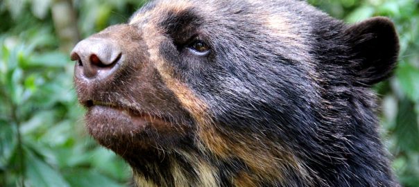 Scientists from Bolivia and Venezuela win awards for conservation of harpy eagles and Andean bears