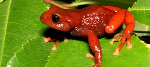 A red frog faces tough odds in Ecuador