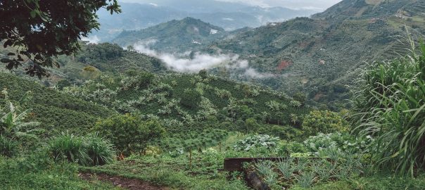 Coffee farmers struggle to adapt to Colombia’s changing climate