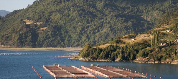 Consequences of the use of pesticides in salmon farming in Chile