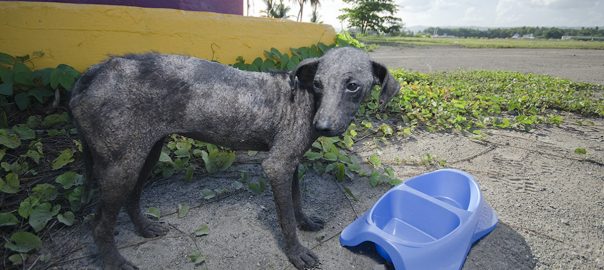 Stray animals abound in Puerto Rico following crises