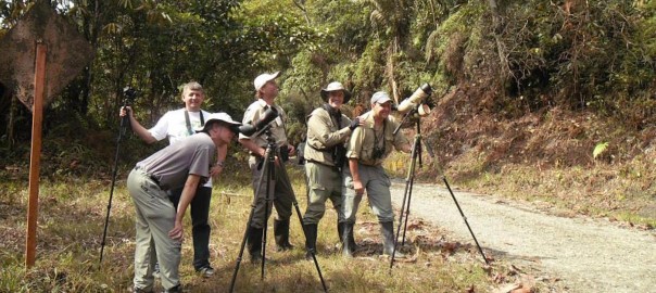 Could birdwatching save Latin America’s forests?
