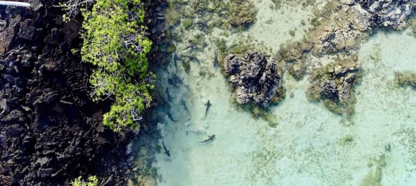 How drones are improving marine science research in Ecuador